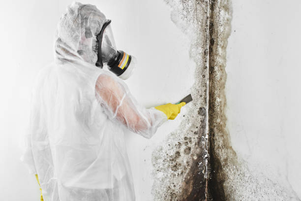 Best Crawl Space Mold Remediation in Lavaca, AR