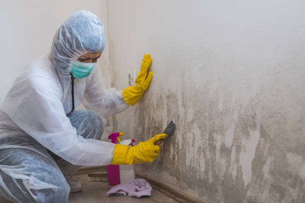 Best Kitchen Mold Remediation in Lavaca, AR