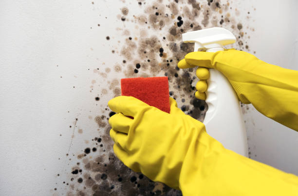 Trusted Lavaca, AR Mold Remediation Experts