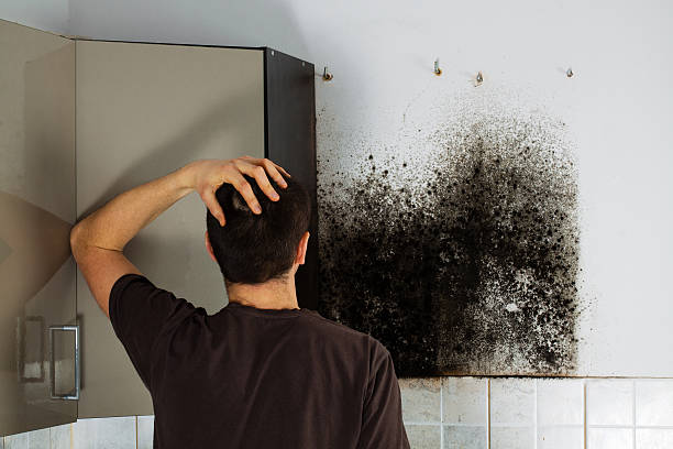 Best Bathroom Mold Remediation in Lavaca, AR